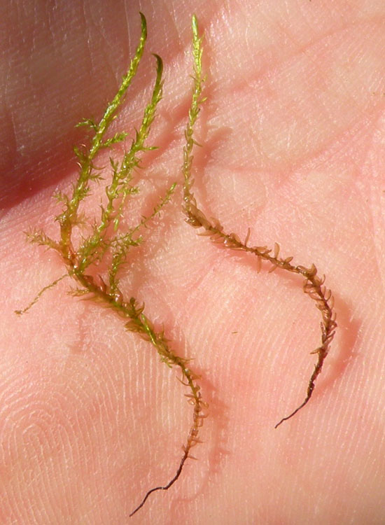 Muschio in prato umido 2